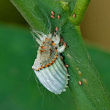 220px Scale insect Icerya purchasi Βαμβακάδα εσπεριδοειδών wiki