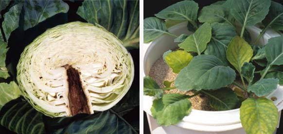 B deficinecy cabbage