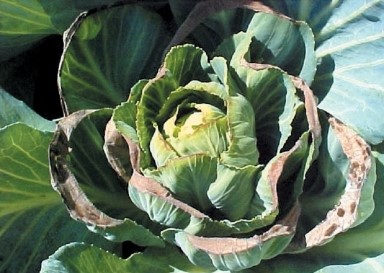 Ca deficiency cabbage