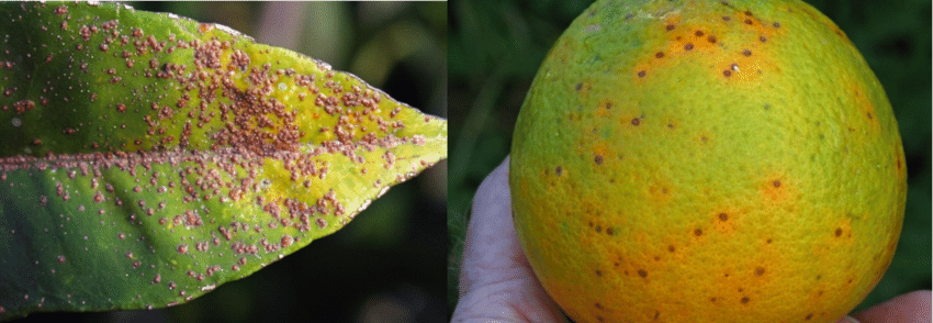Damage caused in citrus by the California red scale Aonidiella aurantii Photos Ferran 215dpi