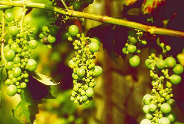 boron deficiency grapes 250px