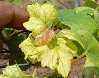 iron deficiency grape 250px